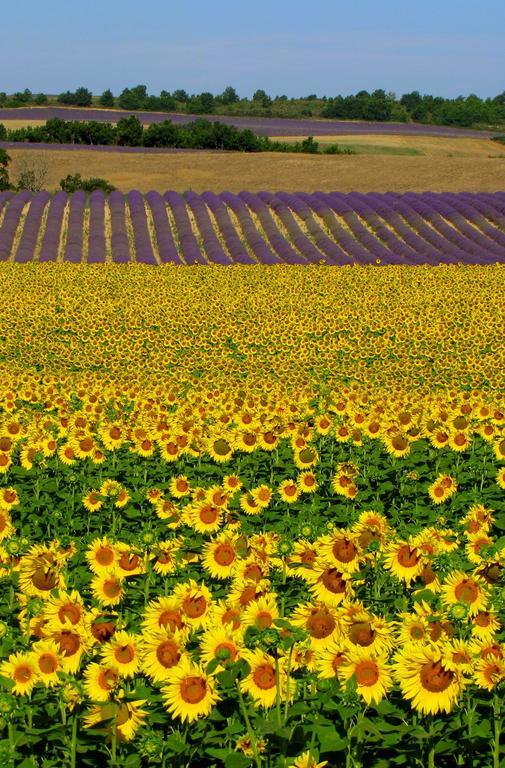 Les Terrasses De Valensole Bed and Breakfast Buitenkant foto