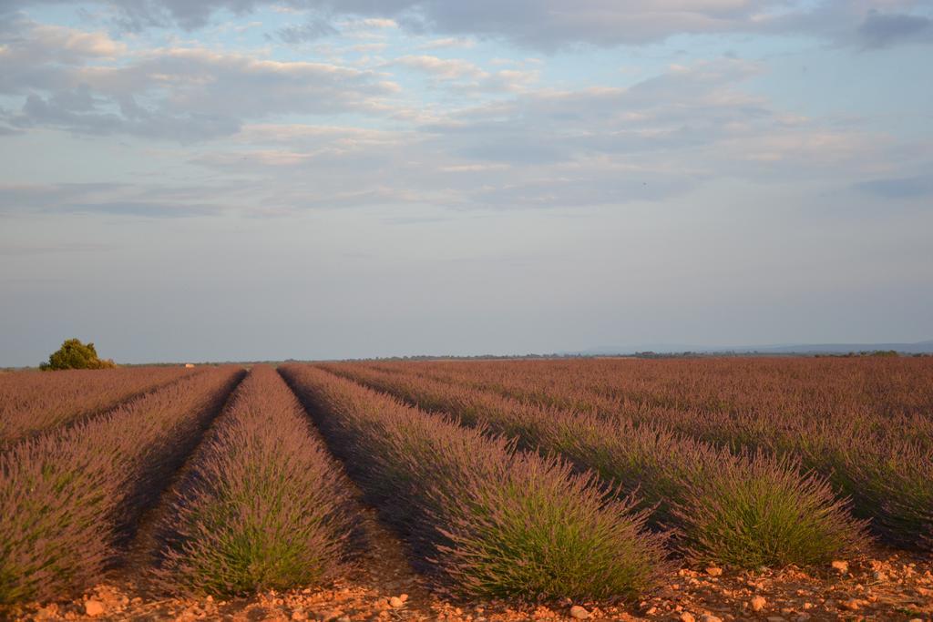 Les Terrasses De Valensole Bed and Breakfast Buitenkant foto