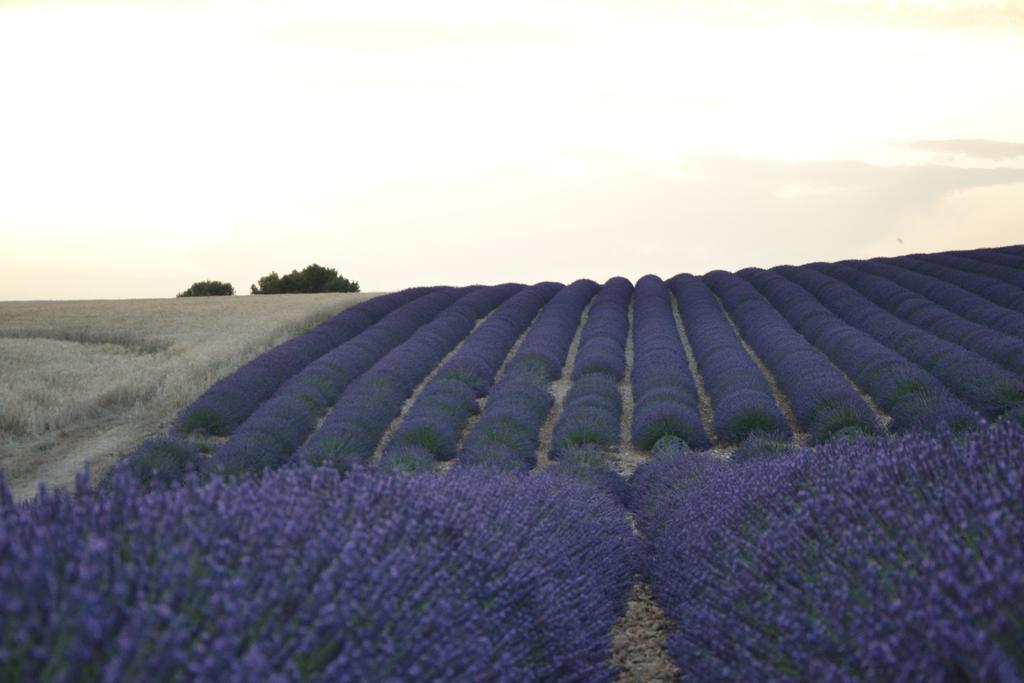 Les Terrasses De Valensole Bed and Breakfast Buitenkant foto