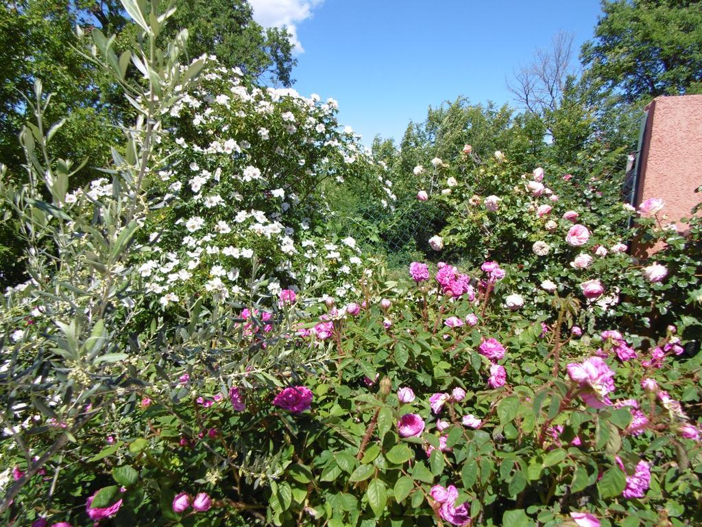 Les Terrasses De Valensole Bed and Breakfast Buitenkant foto