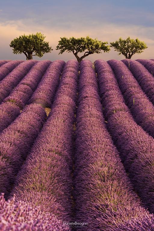 Les Terrasses De Valensole Bed and Breakfast Buitenkant foto